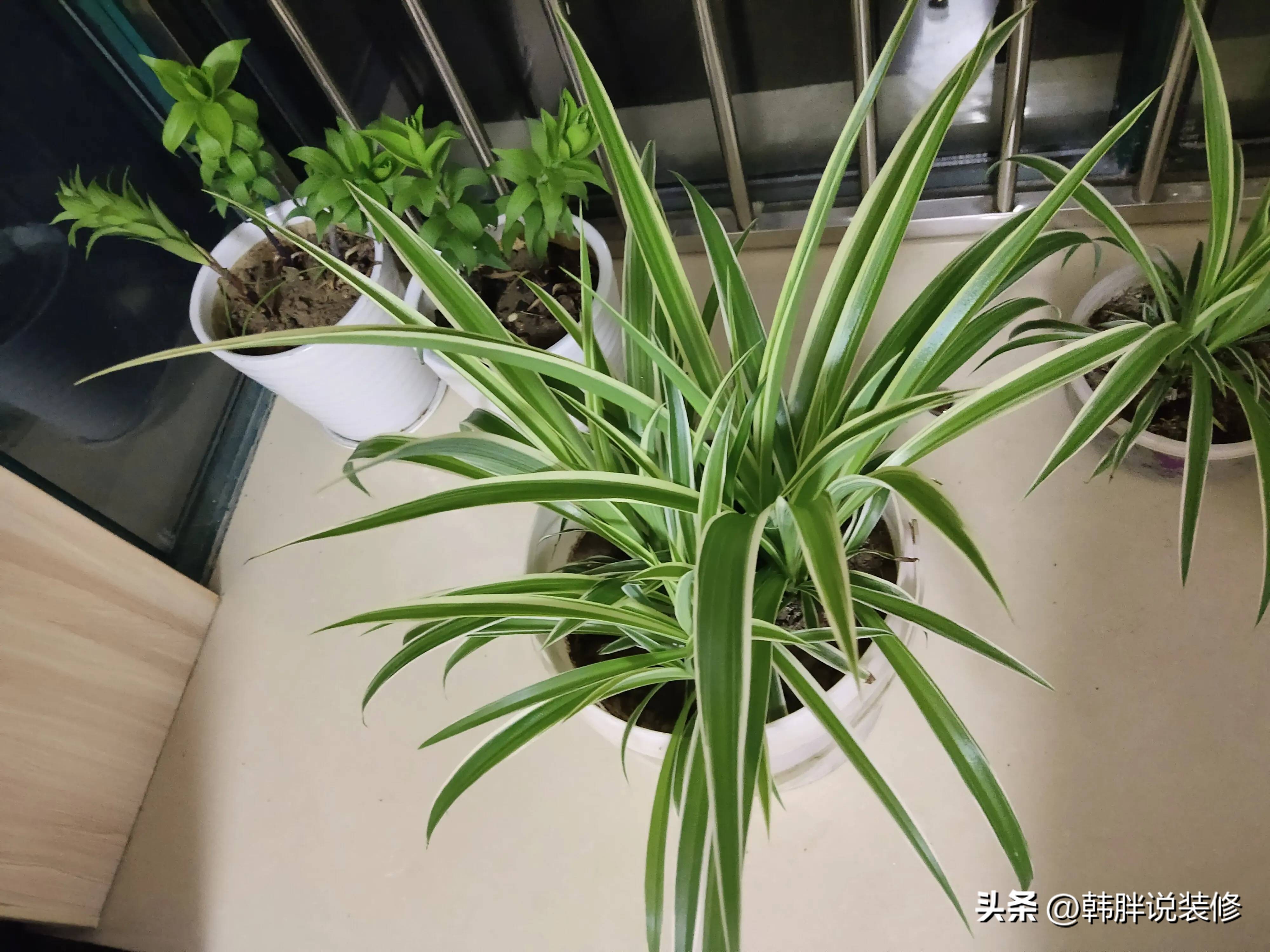 最吸甲醛的15种花能过冬,哪种花能吸甲醛最好养