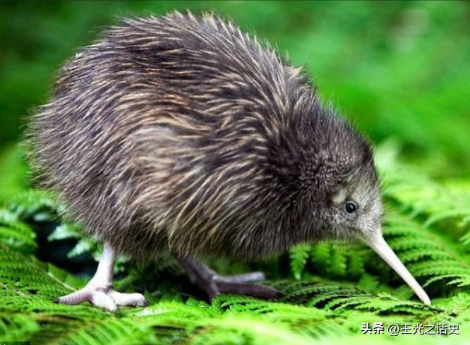 孤悬海外的新西兰,闷声发大财的最好代表