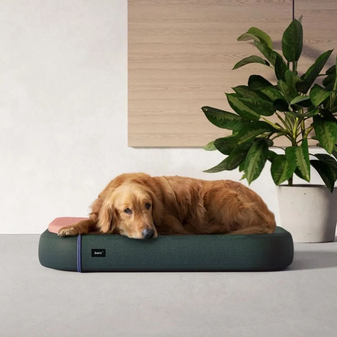 为宠物而设计,极简宠物产品