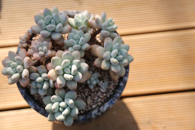 适合客厅的花卉植物图片欣赏,客厅花卉植物哪个最好养