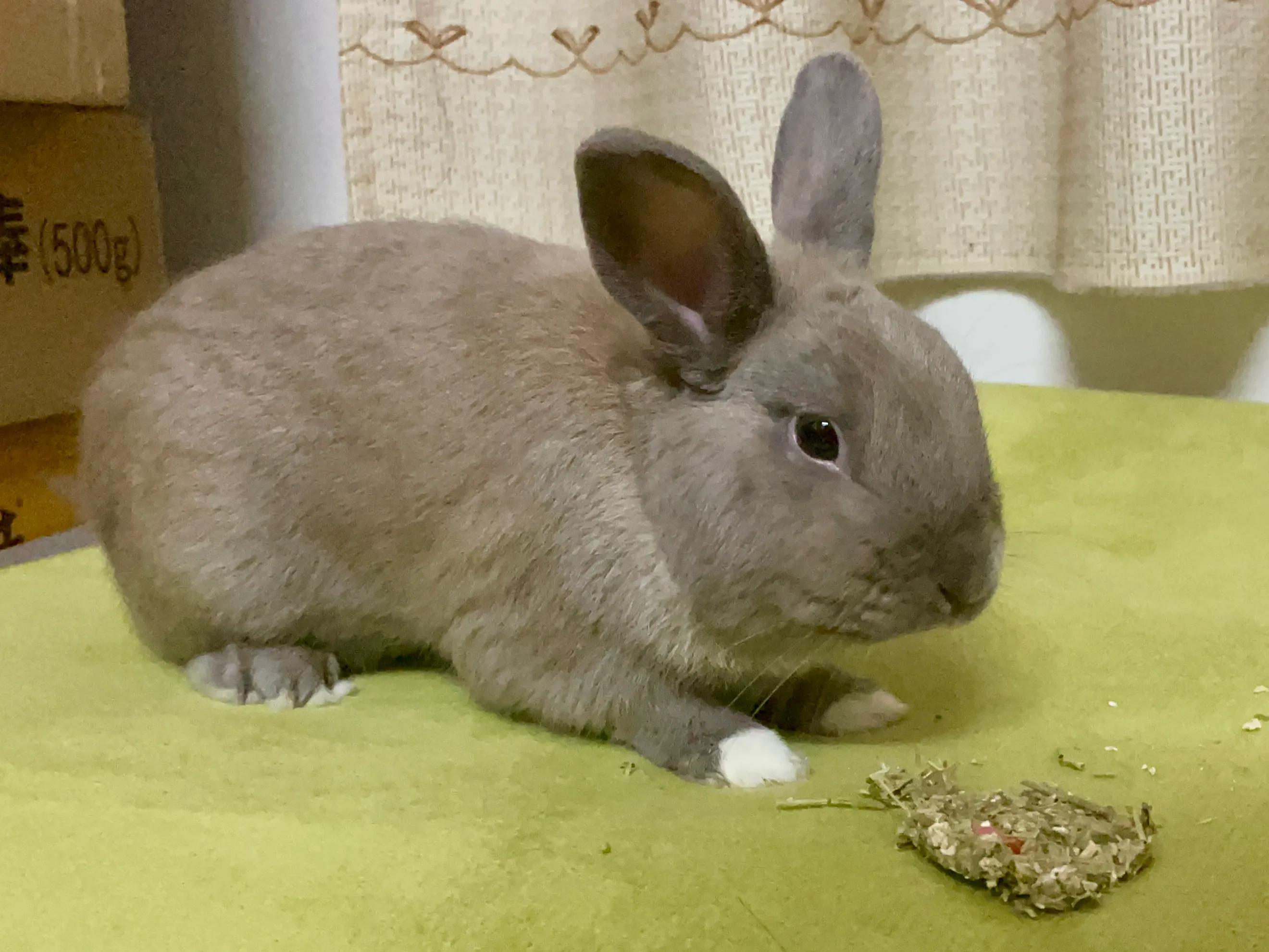 兔年跟风养个兔,兔年该不该养兔子