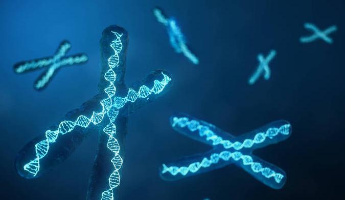 法国牛品种有哪些,全世界牛的种类和分布