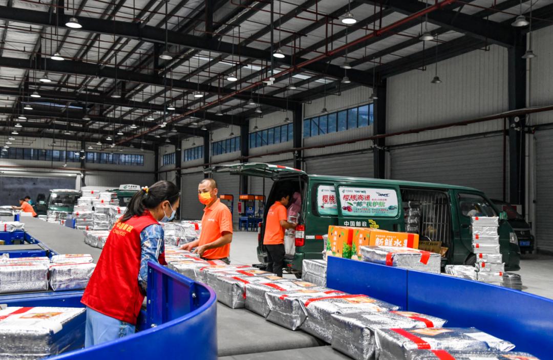 “山里红”樱桃甜又甜——“新农人”任素茂奋斗创业背后的邮政故事