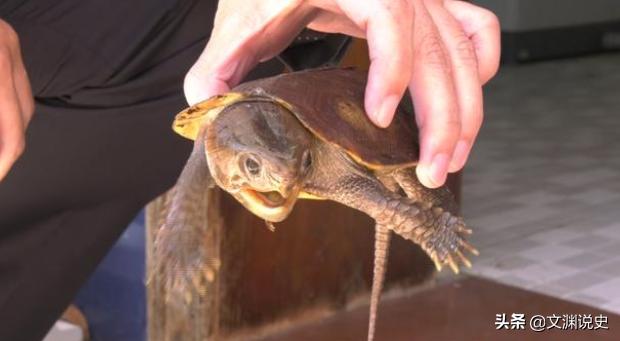 男子在臭水沟捡到一只乌龟,村民捡到乌龟马上报警