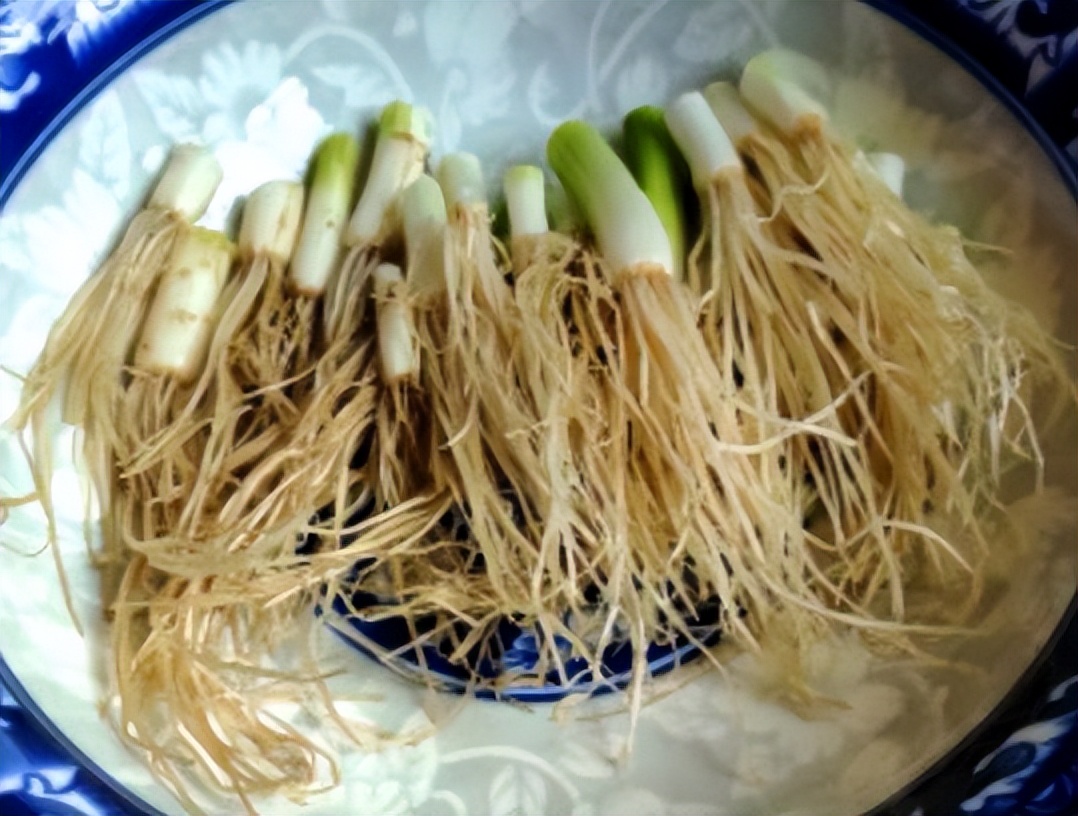 阳台种葱为何总是烂根,栽葱根的正确方法家里