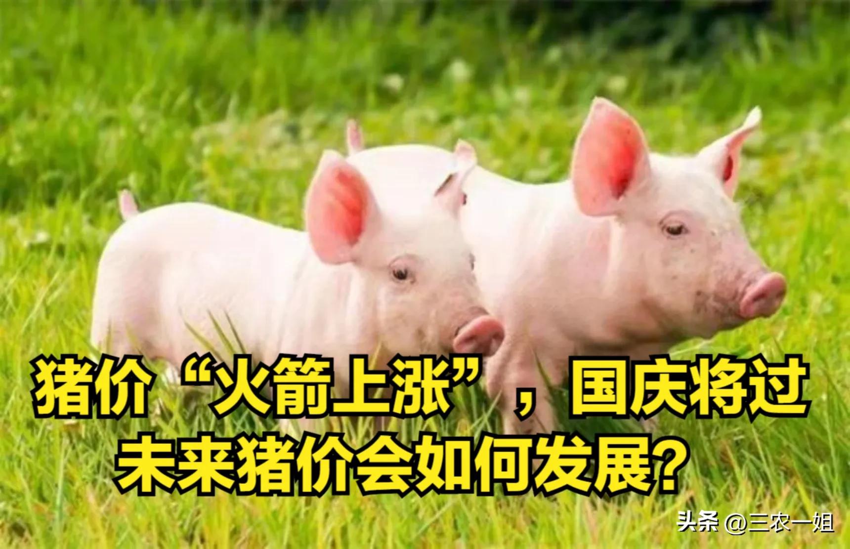 今日猪价8月24日猪价走势图,猪价最近十天还会涨价吗