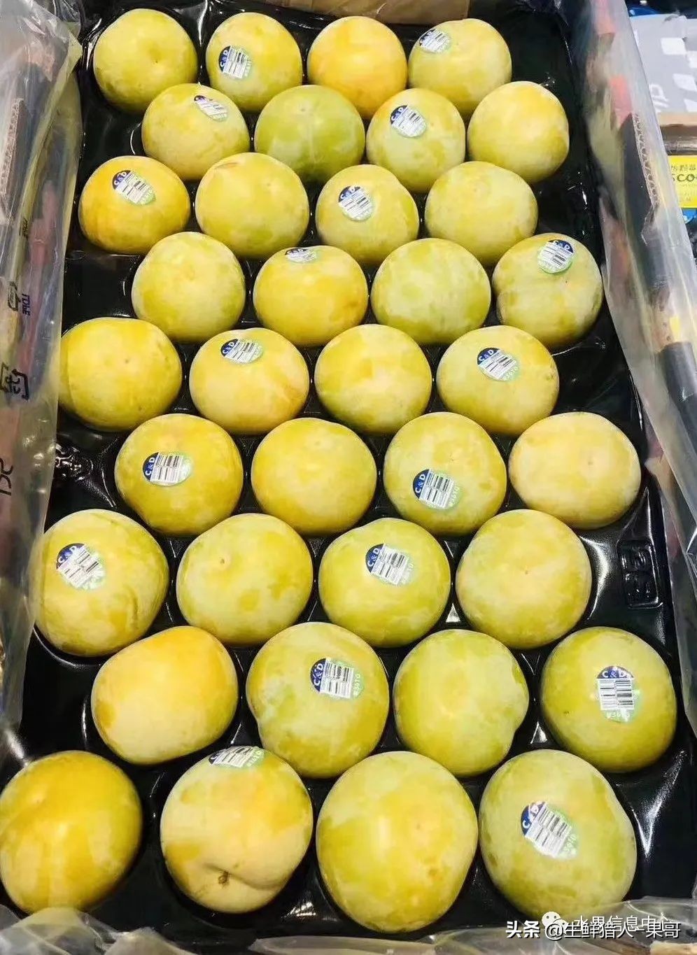 珠宝李与太阳李的区别,樱桃李和珠宝李的区别