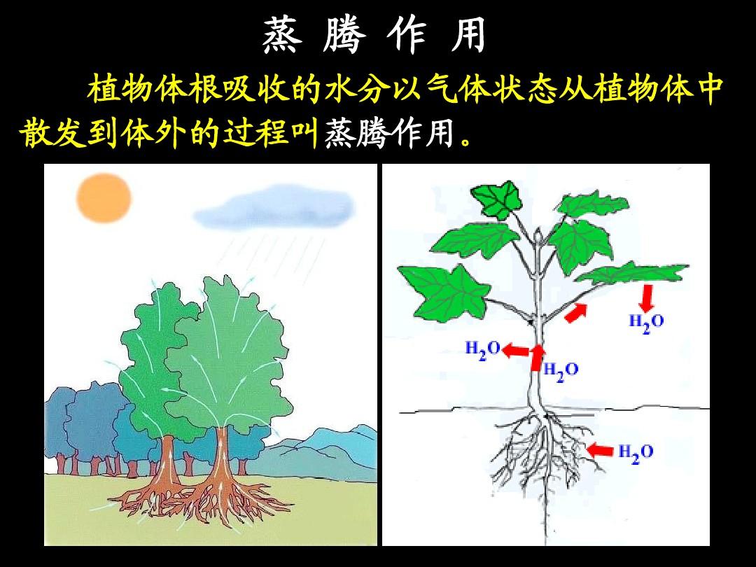 番茄叶片边缘焦枯卷曲,番茄叶子卷曲皱缩怎么处理