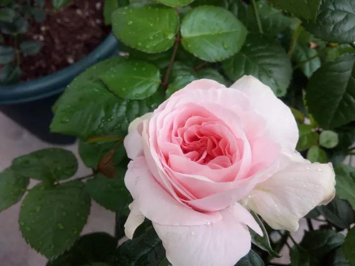 常见切花月季一览（40）（接上期）