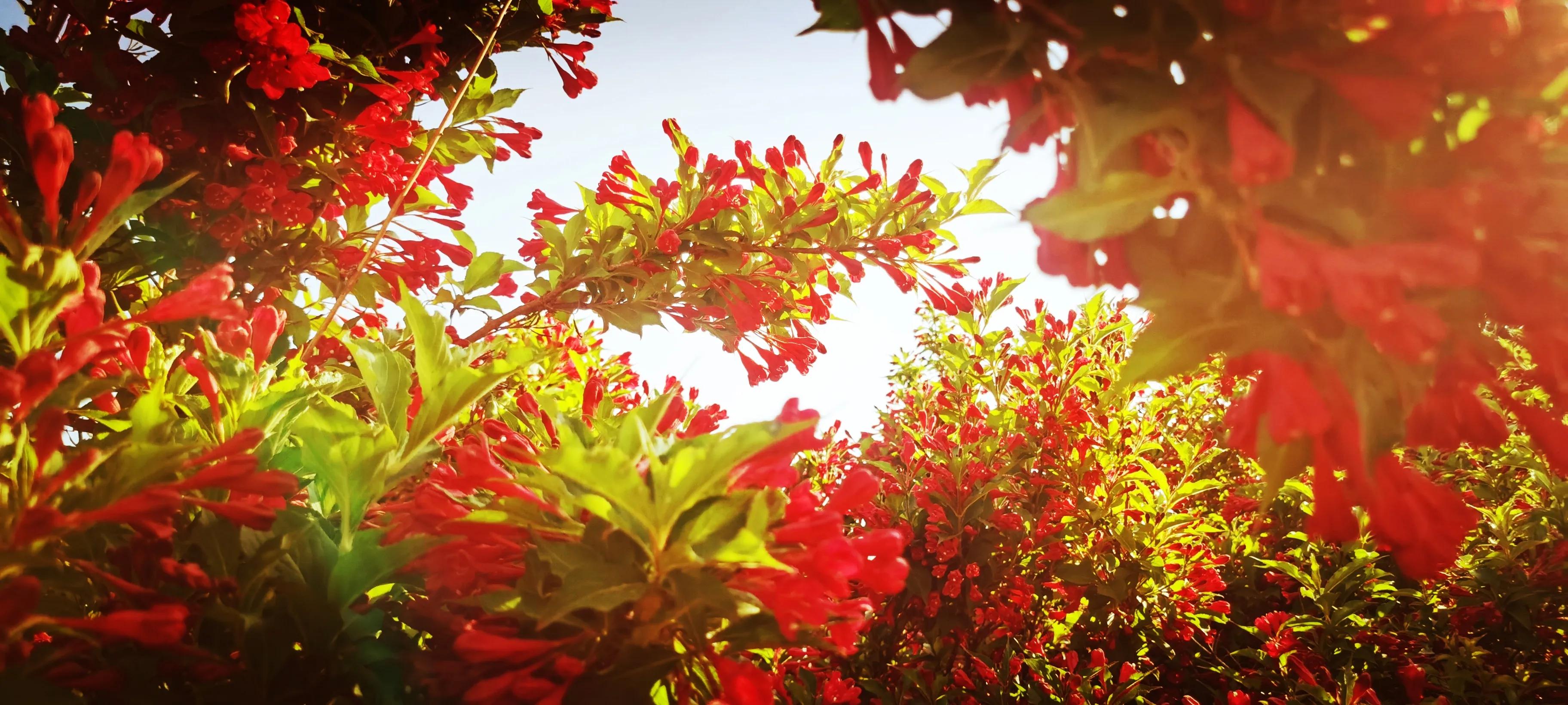 盛开在夏日里的那些花儿,冬天里那些盛开的花儿