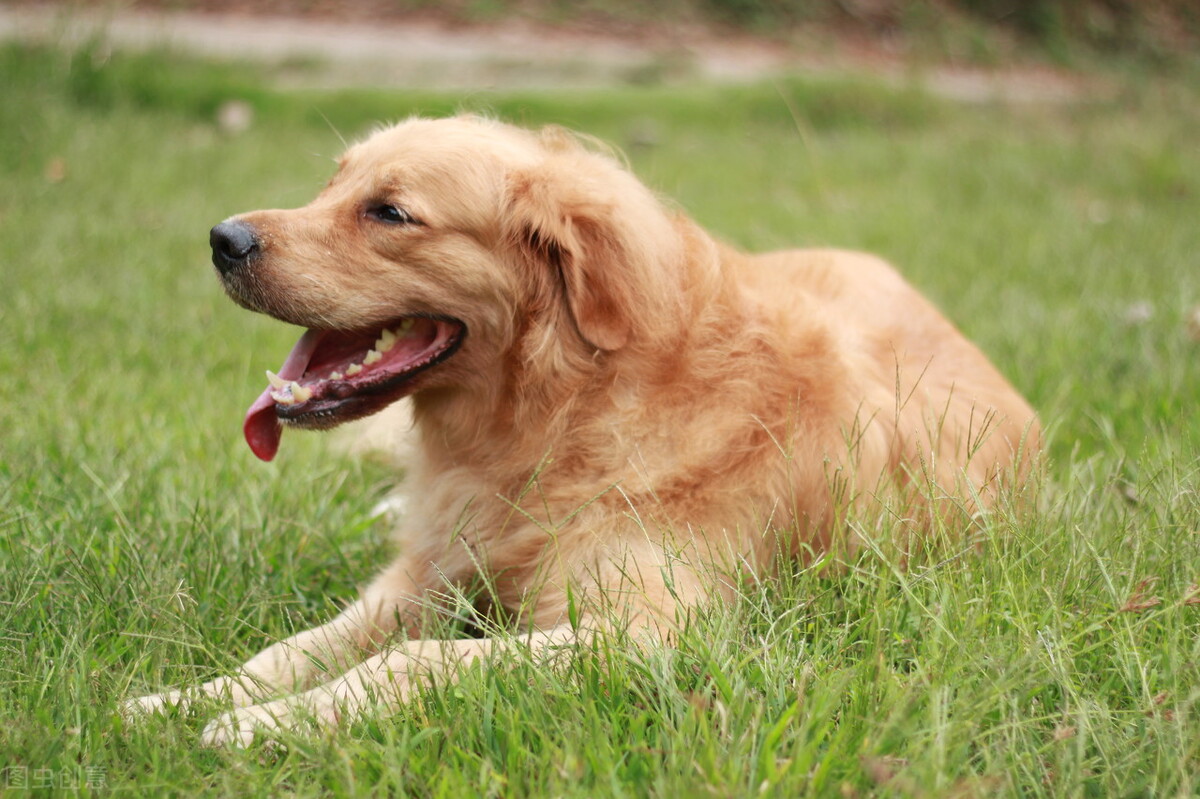 狗狗得胆囊炎的症状表现有哪些,狗胆囊炎可以切除吗