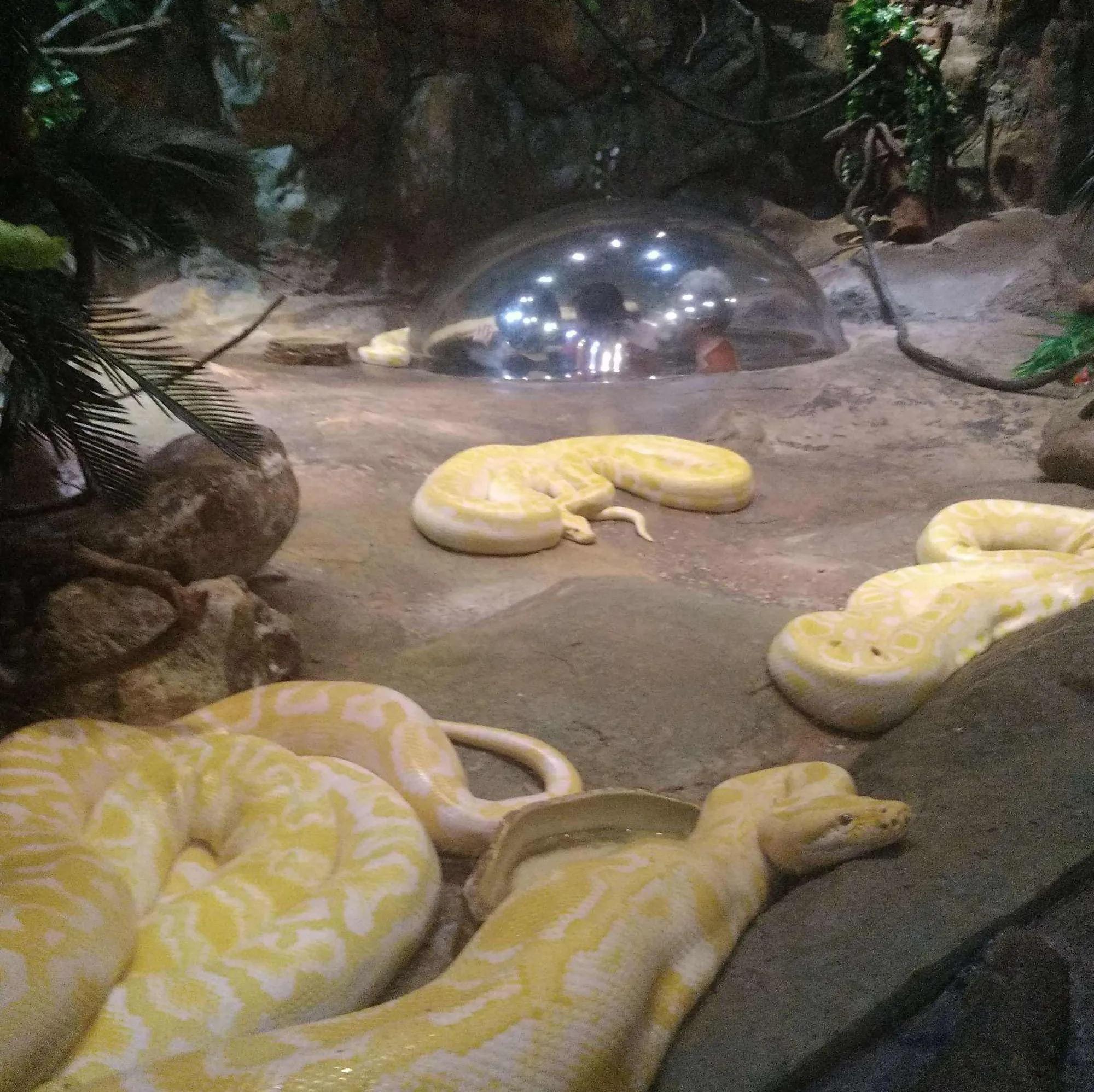 广州长隆野生动物园全部动物,广州长隆野生动物园所有动物介绍