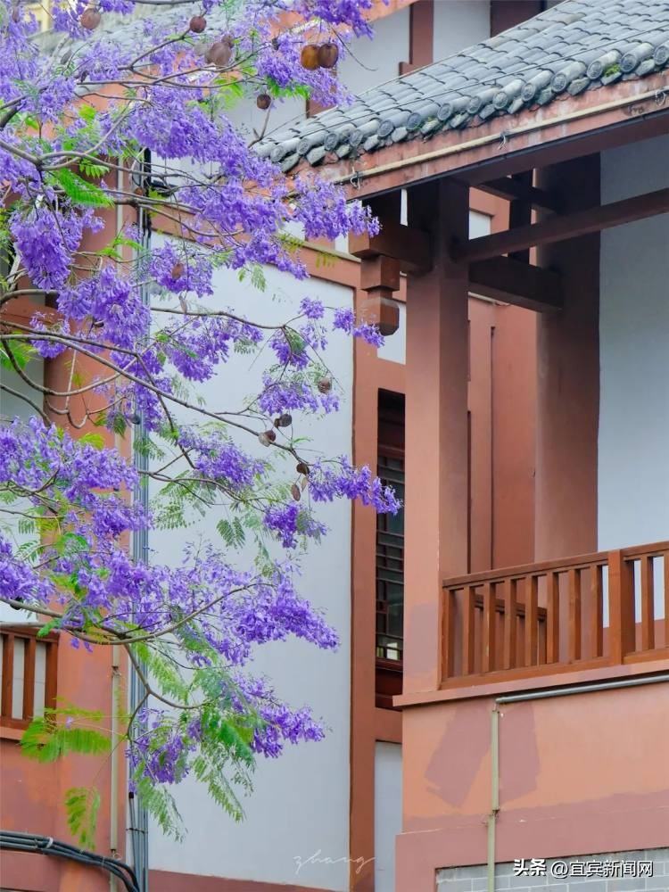 泸州蓝花楹打卡地,蓝花楹打卡点照片