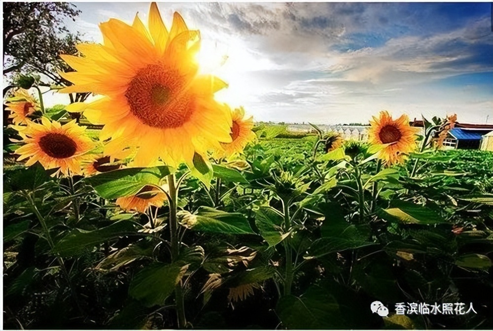 部编三年级下册习作我的植物朋友,三年级下一单元习作我的植物朋友