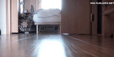 兔子跳肘倒立,为什么有些兔子可以倒立行走