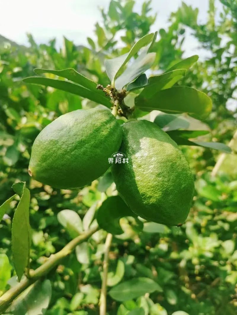 几月最适合吃什么水果,最适合七月吃的水果是什么