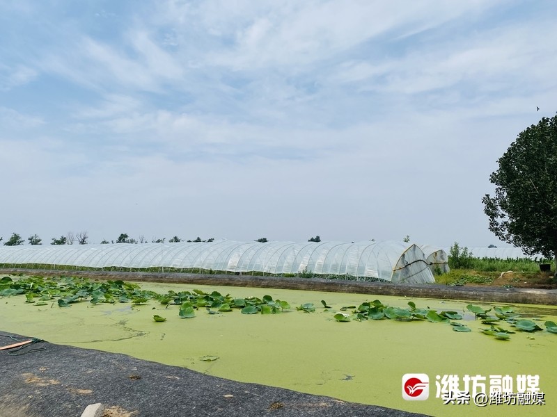 特色种养殖为乡村振兴添动能,实地调研把脉农业产业发展