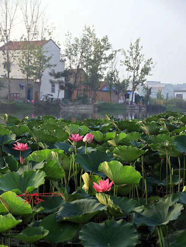 2022淮阳荷花节结束时间,看淮阳荷花节