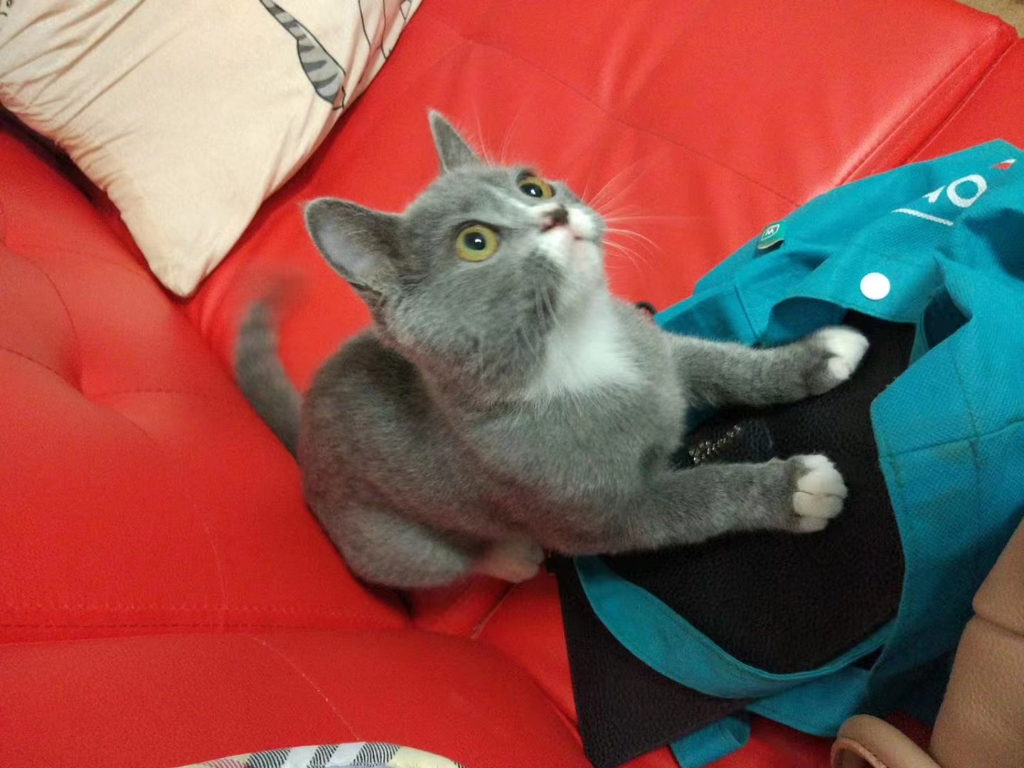 养猫记全集播放,恋猫记2