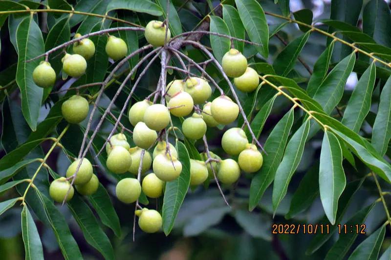 花溪小公园,美丽的花溪公园