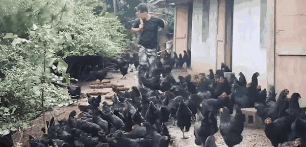 准岳父下跪求他离开女儿，决心创业进深山养鸡16年，带领村民致富