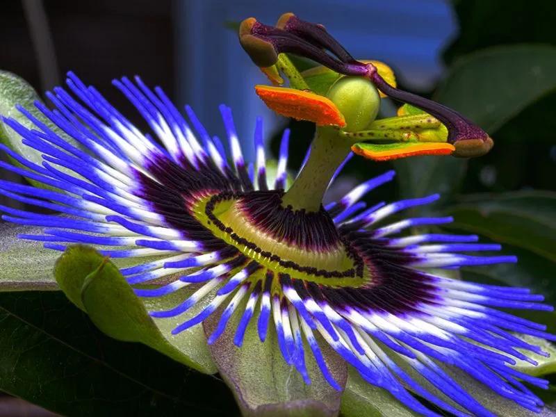 国色天香秀色可餐的美女 (秀色可餐与国色天香)