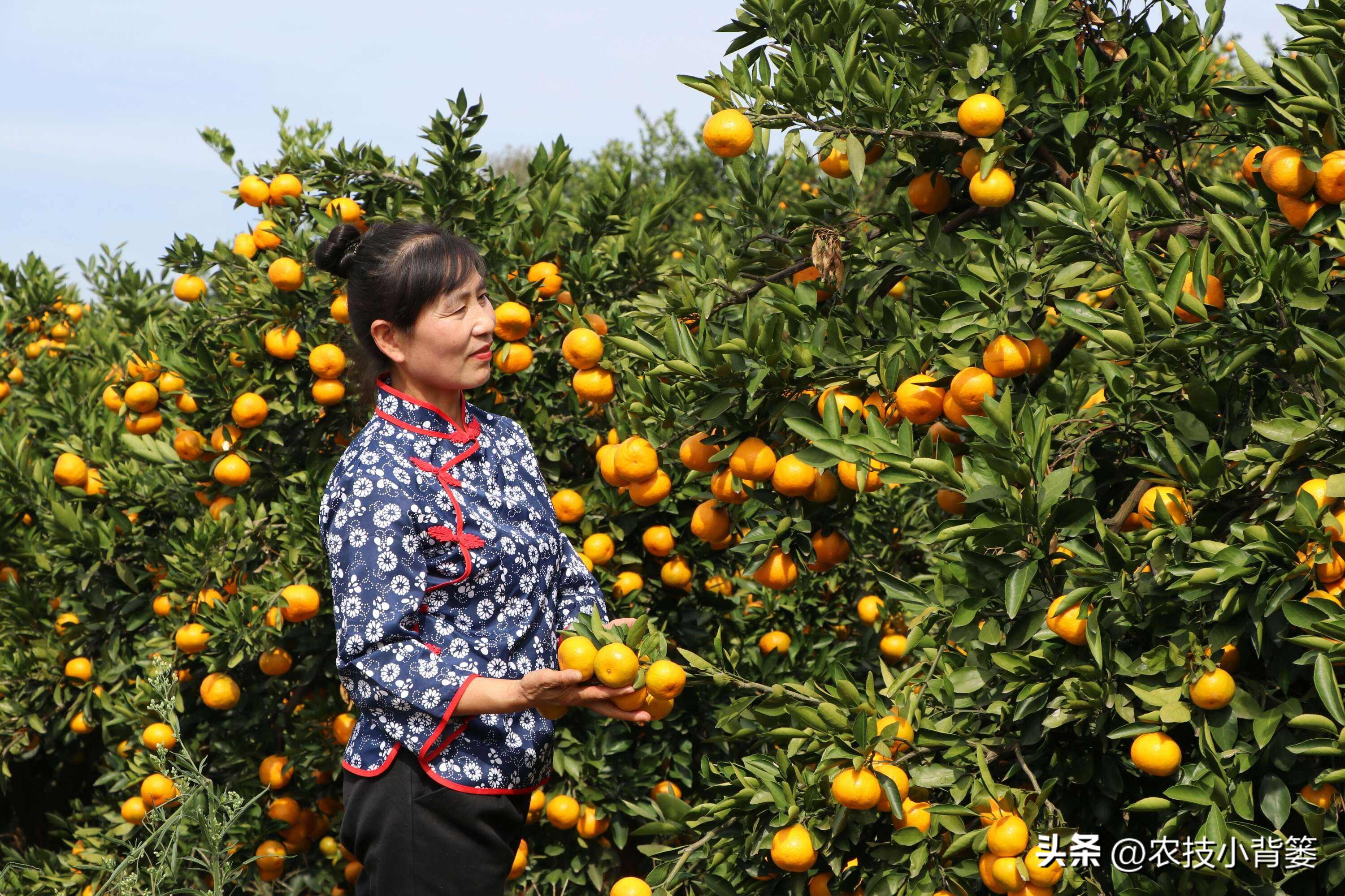 植物生长调节剂作用效果稳定原因,碧护生长调节剂药害