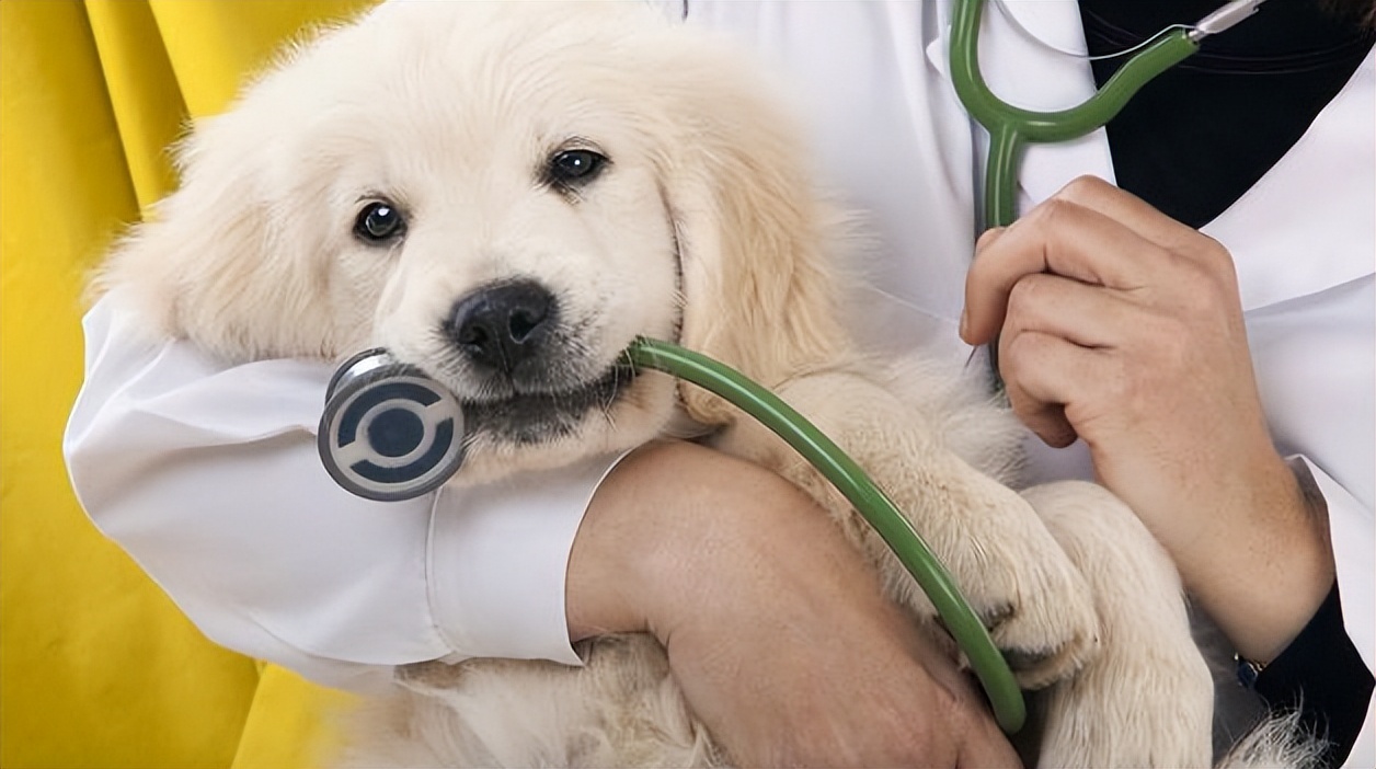 狗狗肠胃疾病有哪些表现,怎么判断狗狗有没有肠胃病