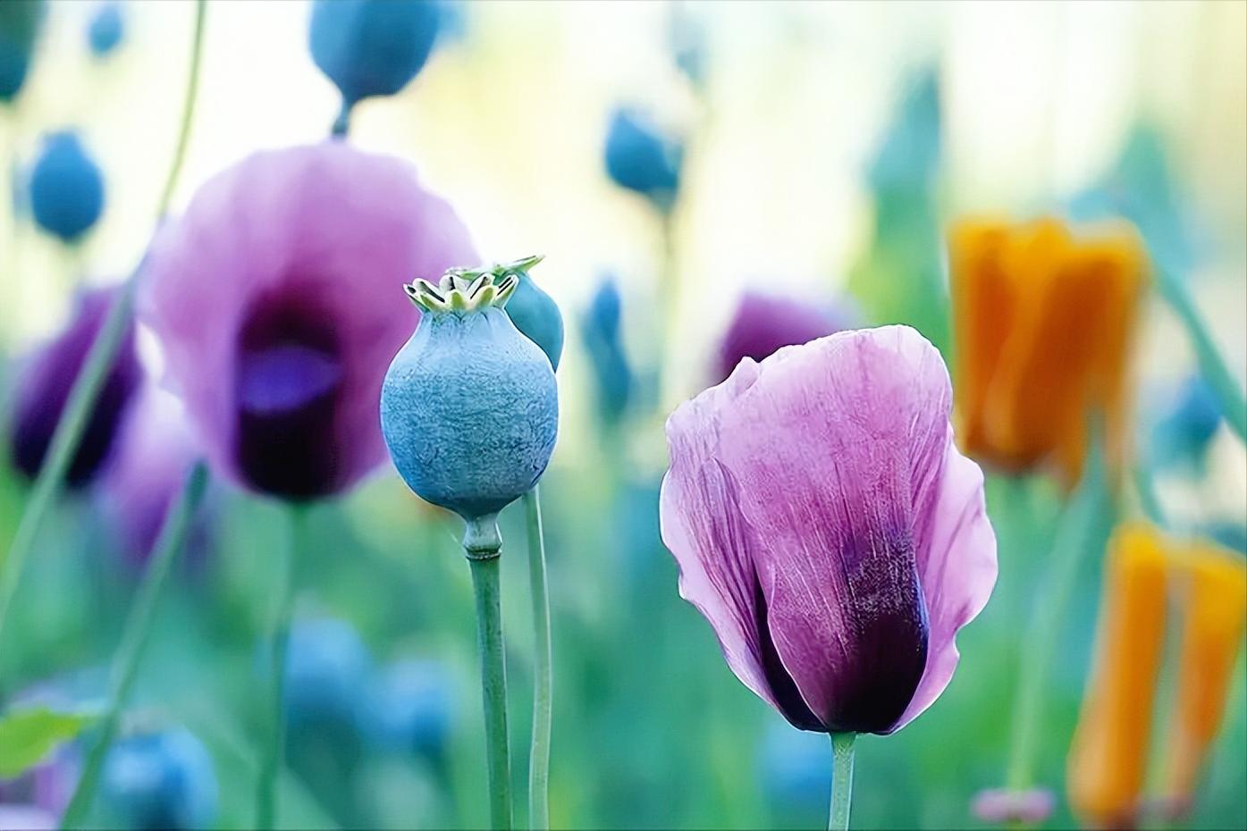 虎门销烟大清的烟,从虎门销烟到新中国成立超燃