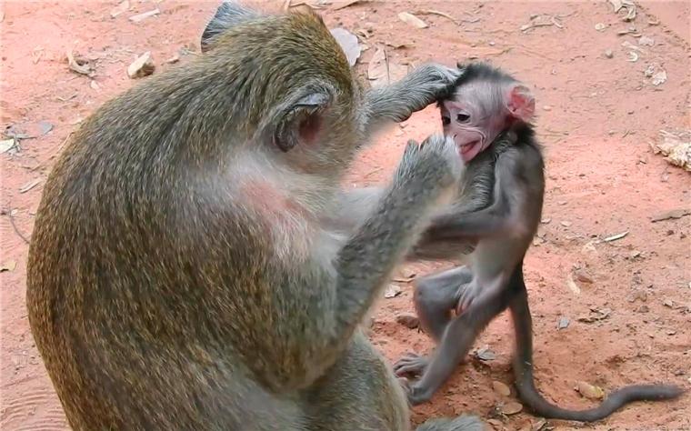 母猴打死猴宝宝,母猴暴打猴子幼崽