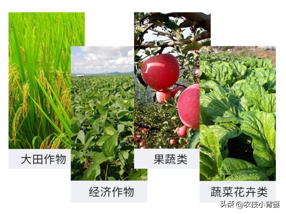 三分钟学会菌剂和菌肥的区别,菌剂和菌肥怎么选择