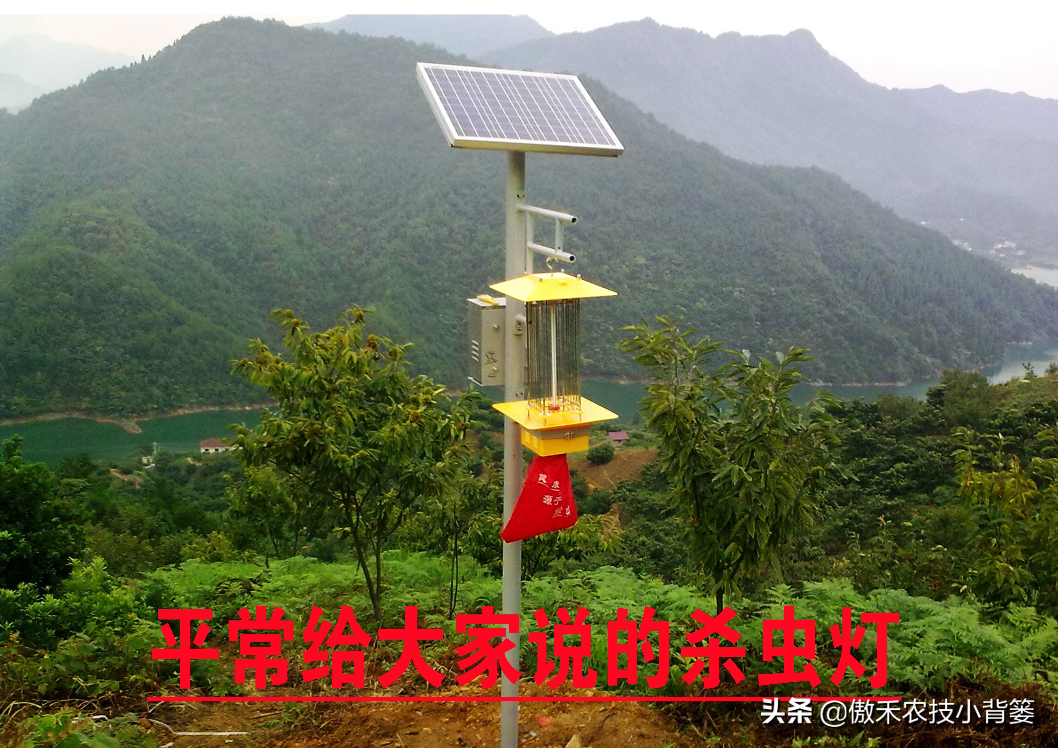 预防瓜果被虫咬的方法,瓜果有虫用什么药物