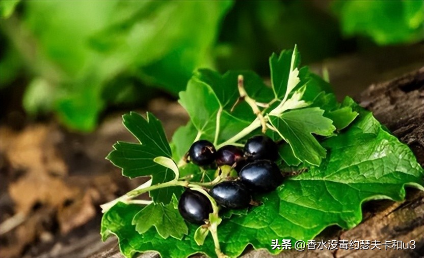 十大网红香水值得入手吗,今年网红香水