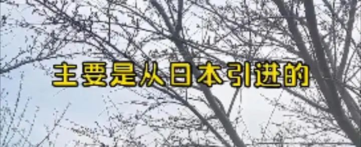 螺蛳粉味儿的樱花,带螺蛳粉味的樱花