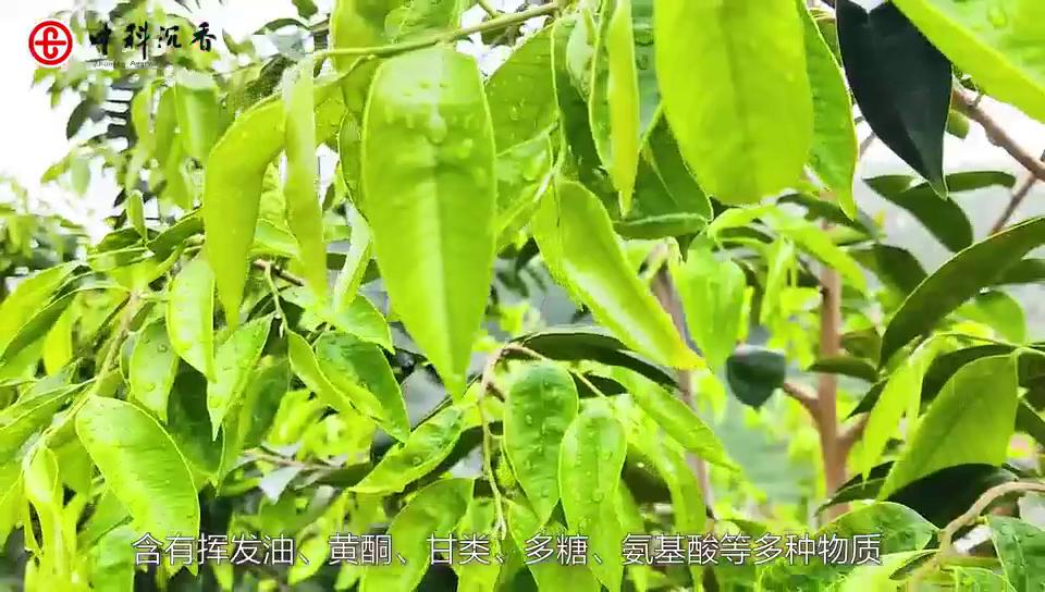 奇楠沉香茶作用,奇楠沉香茶提神还是助眠