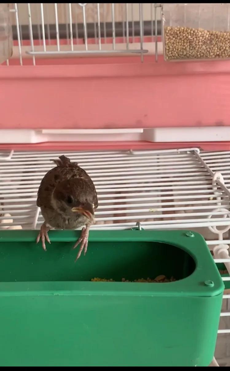 捡来的小麻雀能活吗,捡到一只小麻雀能不能放生