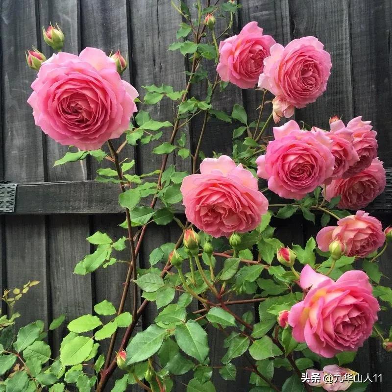 大花浓香勤花的月季品种,大花月季品种介绍大全图片及价格