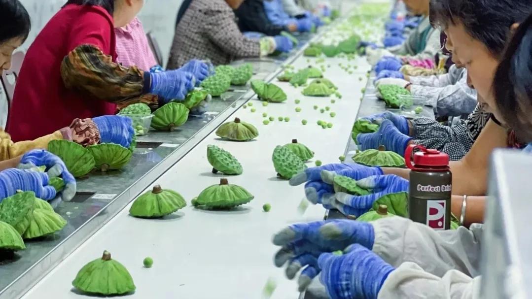 农村不愁销路的小型办厂项目,农村小型加工办厂项目有哪些