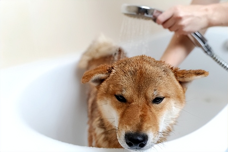 狗狗讨厌洗澡怎么办,狗狗讨厌洗耳