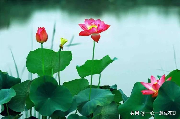 雨中荷塘七言诗,荷塘秋雨七言诗