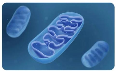 虾青素能抗应激吗,虾青素能抗氧化抗衰老吗