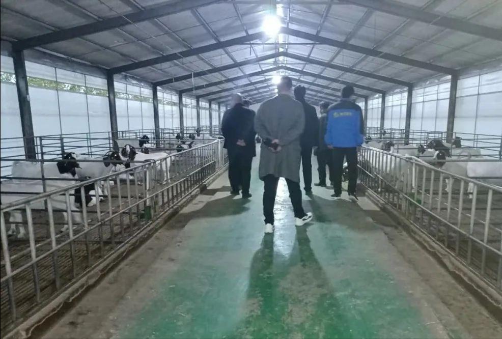 湖羊养殖技术及养殖效益,甲鱼养殖和乌鱼养殖哪个效益好