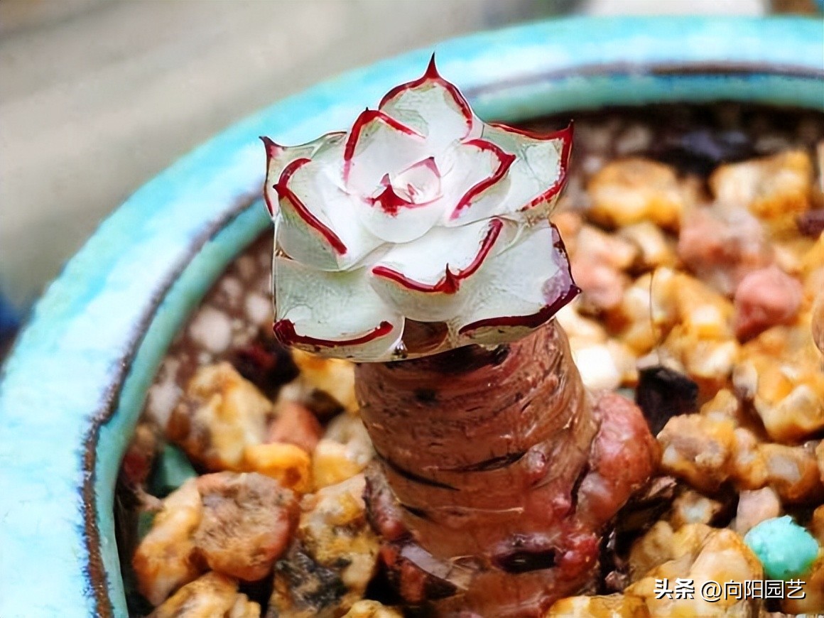 春天买的多肉怎么养,春天买多肉怎么放