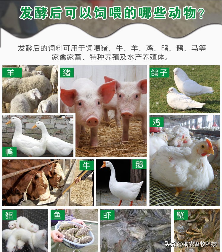 木薯渣喂猪饲料,发酵豆腐渣养鸡饲料