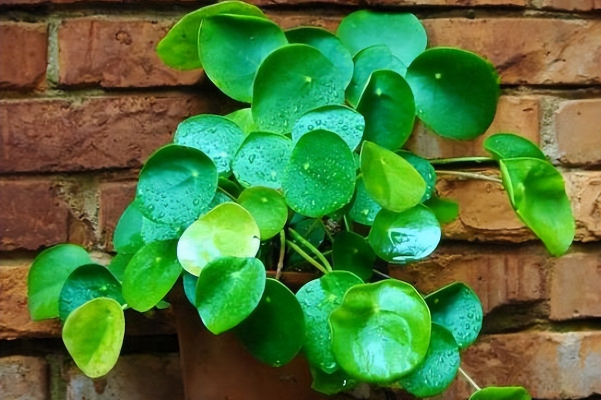 镜面草怎么养最好,镜面草小知识