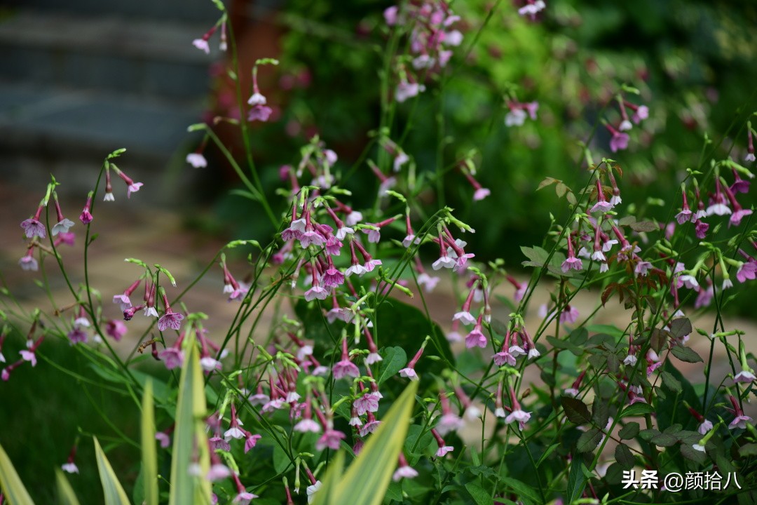 冬天开花的室外花卉盆栽,温室盆栽观花花卉植物