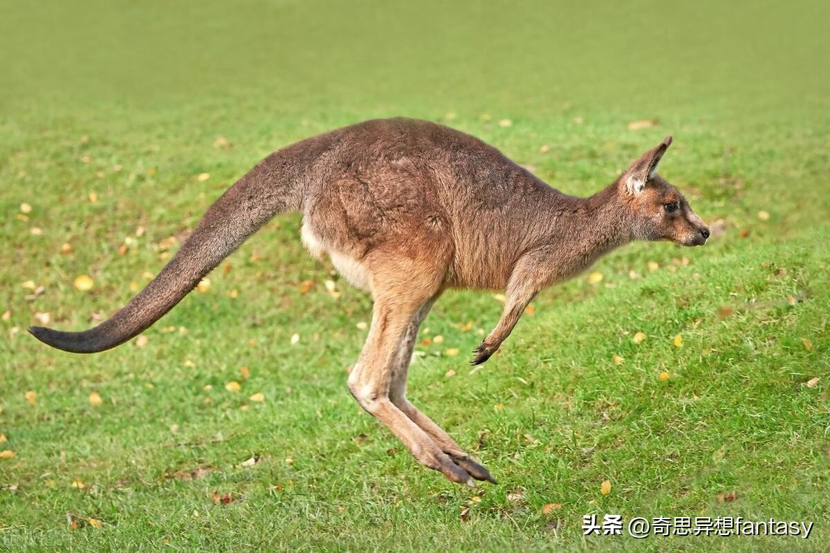 陆地上跑得最快的动物是什么,自然界奔跑最快的动物排行榜