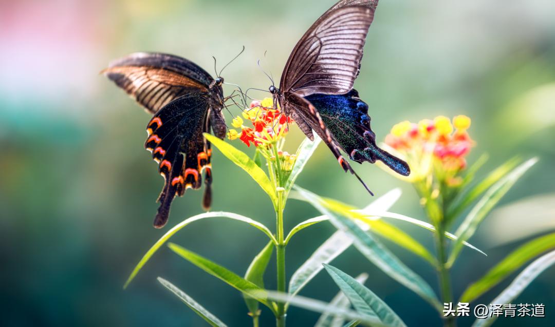 谷雨时节来杯谷雨茶,过了谷雨的茶有什么区别