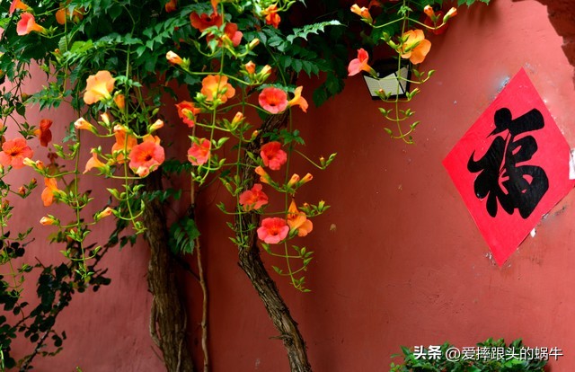 夏日里盛开的凌霄花,绚烂开放的凌霄花