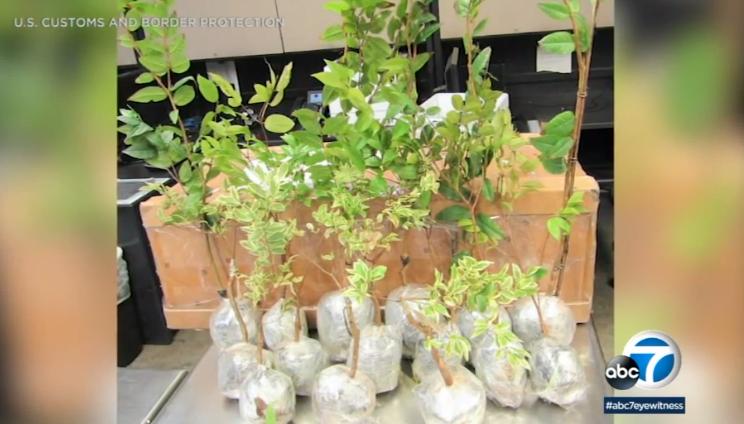 哪些违禁品美国禁止入关,美国海关禁止携带食品